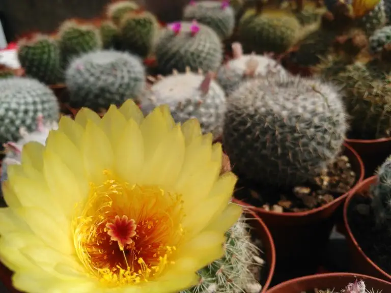 Vivaio Un Fiore per Tutti a Pistoia