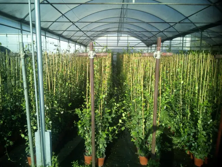 Vivaio Un Fiore per Tutti a Pistoia