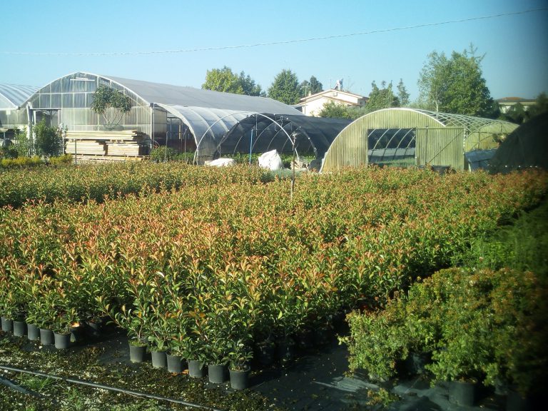 Photinia red robin detto anche Fotinia