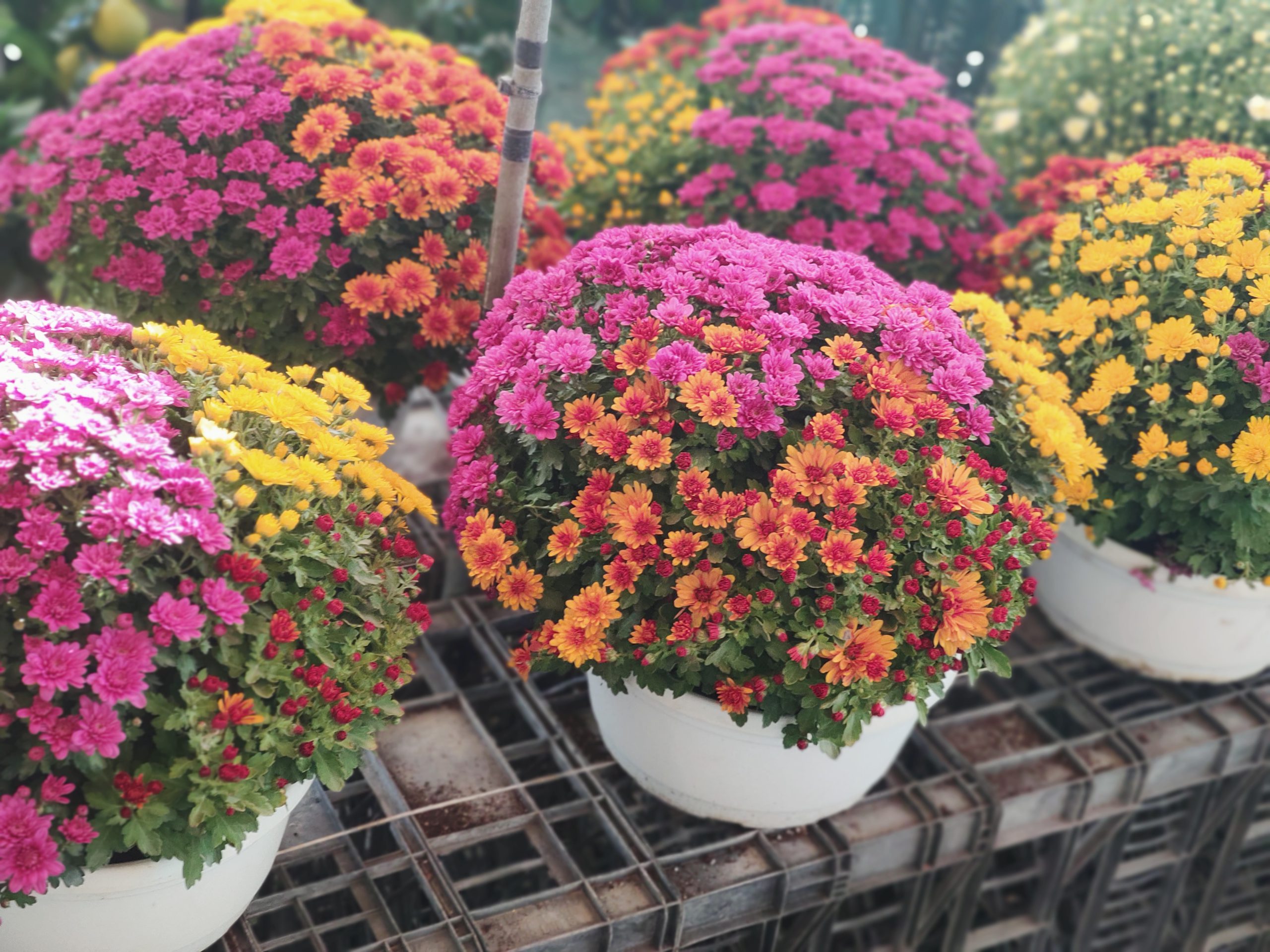 I crisantemi: sicuro di conoscerli?