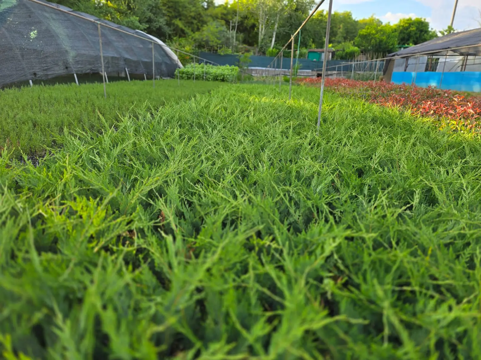 cupressacee da innesto coltivate in serra presso il vivaio Un Fiore per Tutti a Pistoia