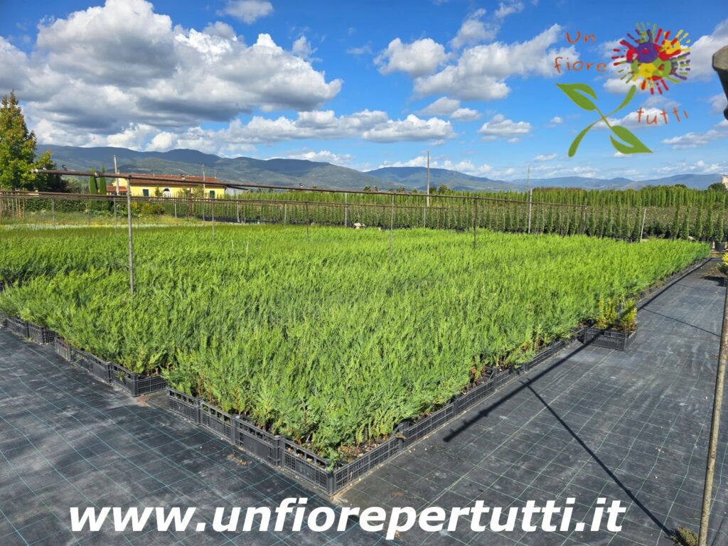 Vivaio Un Fiore Per Tutti a Pistoia